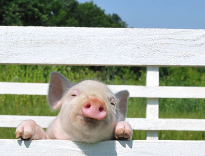 Association Restrictive Covenants and This Little Piggy